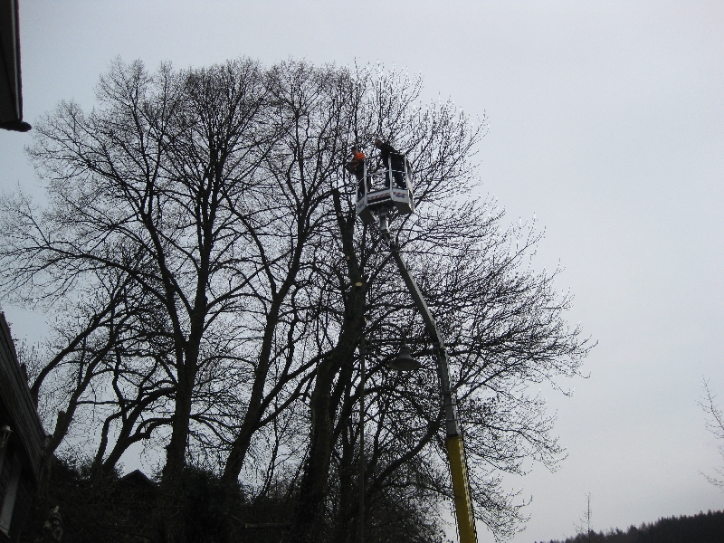 2 Baum an Strasse komplett runterschneiden.JPG
