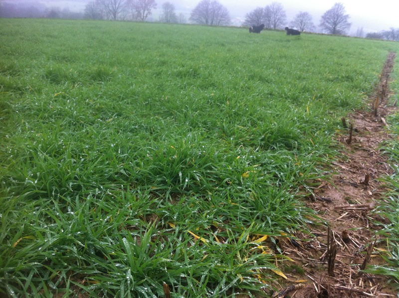 Trooper Direktsaat.JPG