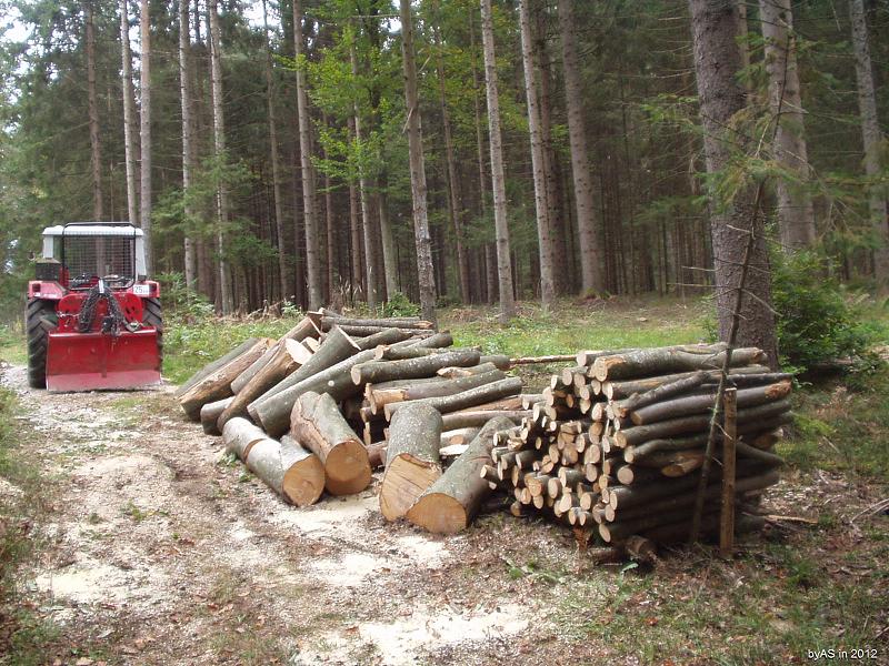 323_bereit_zum_Spalten_PA100012_2.JPG