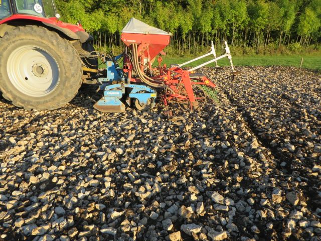 Soinnenblumen 2013 009 640.jpg