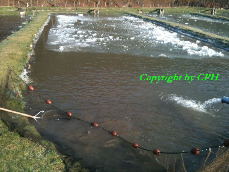 Speisefischteich mit Eis.jpg