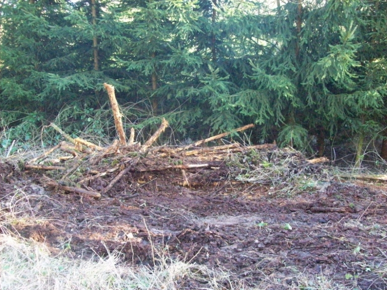 Durchforstung 9.jpg