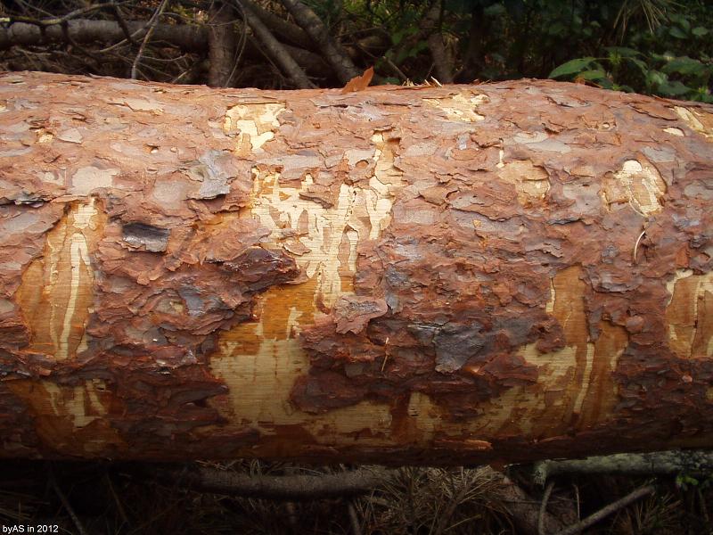 Kieferborkenkaefer_auf_halber_Stammhoehe_P9290012_2.JPG