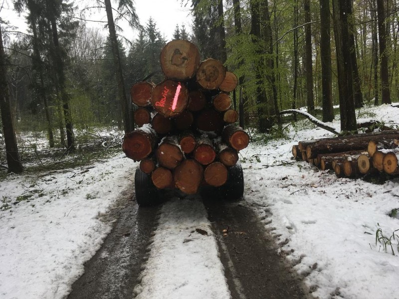 Schicke Fuhre Nadelholz.jpg