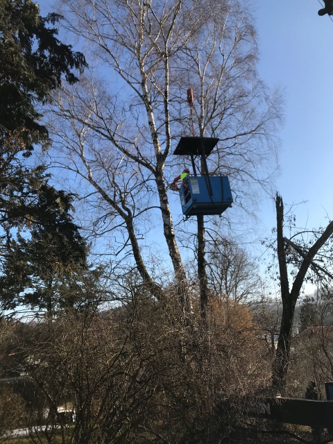 003 Problemfällung.jpg