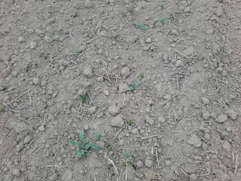 2018-04-23 Ackerbohnen 2.jpg