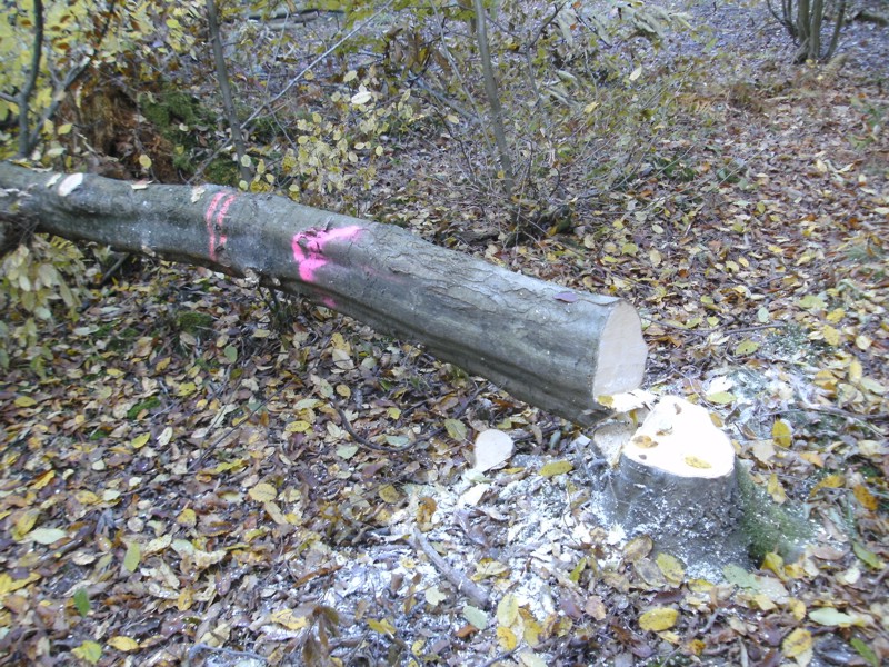 der erste ist gefallen.jpg