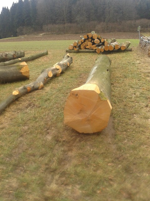 Wald2012 (7) (480x640).jpg