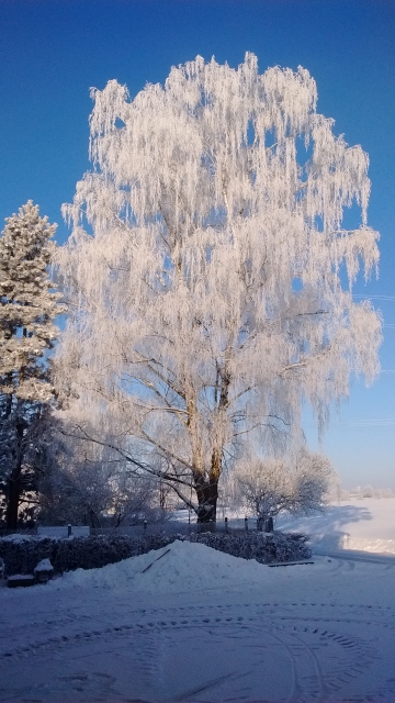 IMG_20160118_094017003 (360x640).jpg