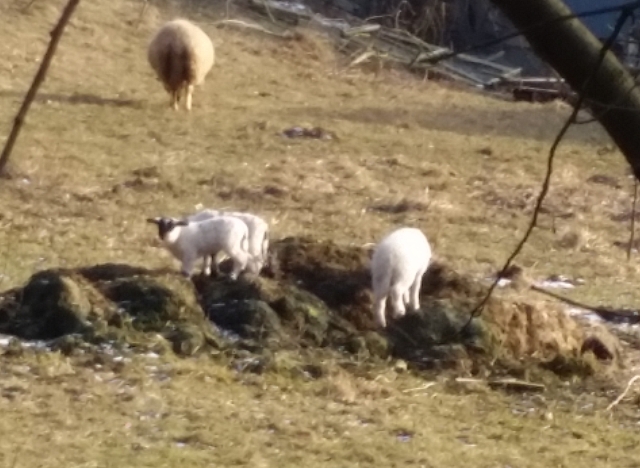 2018_02 Lämmer  02 auf dem alten  Heuhaufen 500.jpg