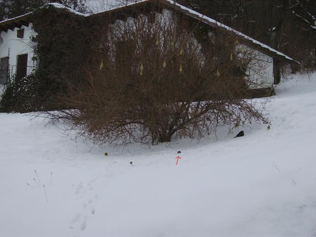 2010 Vögel u Maus für Web .jpg