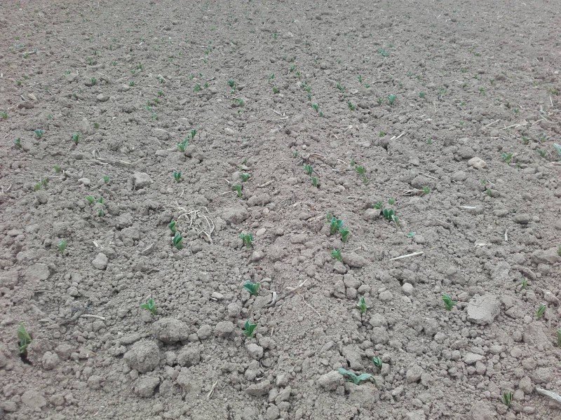 2018-04-23 Ackerbohnen 1.jpg