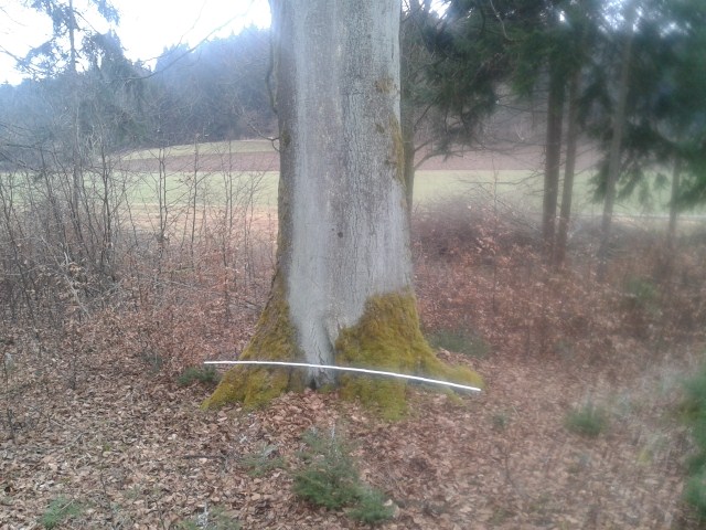 Wald2012 (16) (640x480).jpg