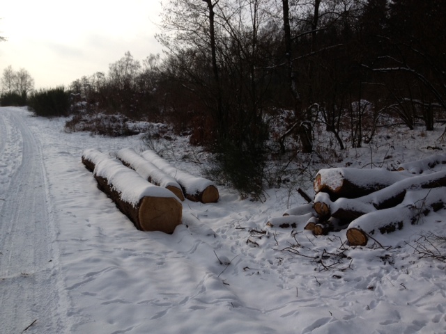 Eichen b 27.01.2013.JPG