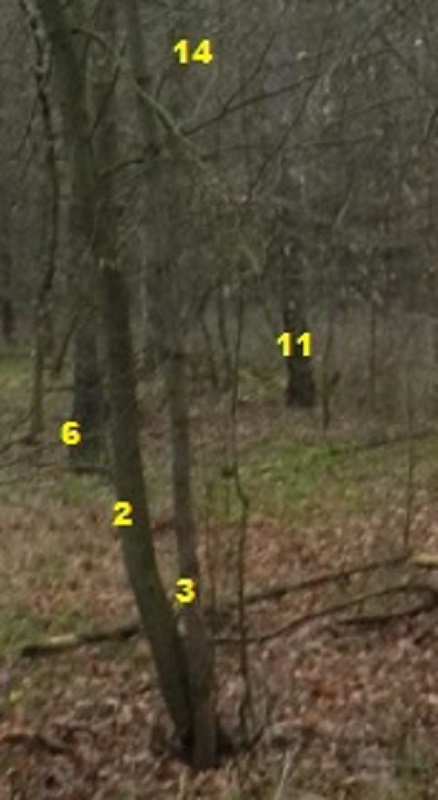 douglasie Auflösung.jpg