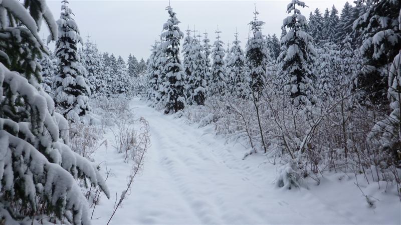 P1060813 (Medium).JPG