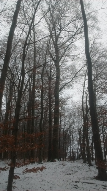 IMG_20170103_154251353 (360x640).jpg