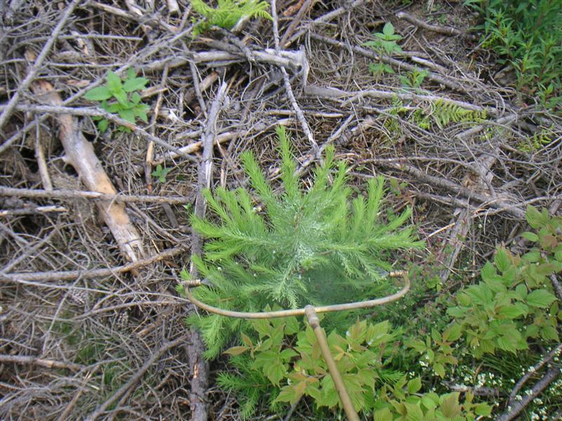 15 Zangendüse (Medium).jpg