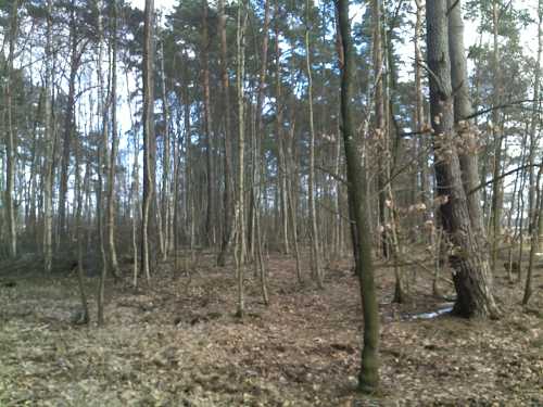 Wäldchen1.jpg
