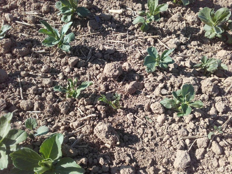 2018-05-07 Ackerbohnen 3.jpg