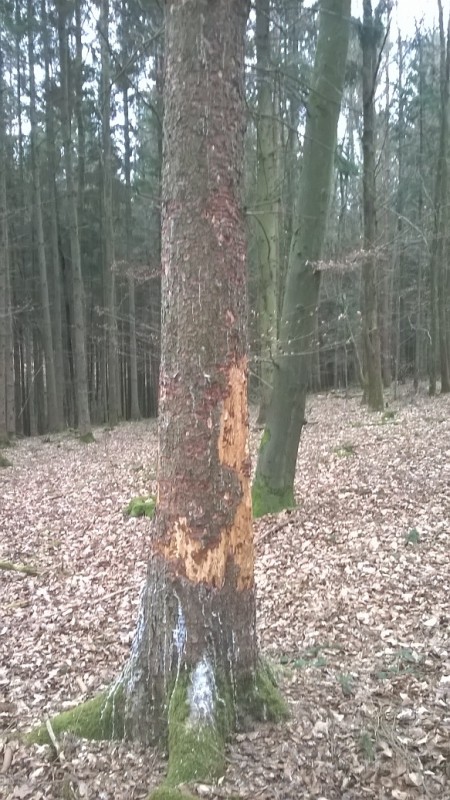 WP_20170226_09_55_59_Pro - Kopie.jpg