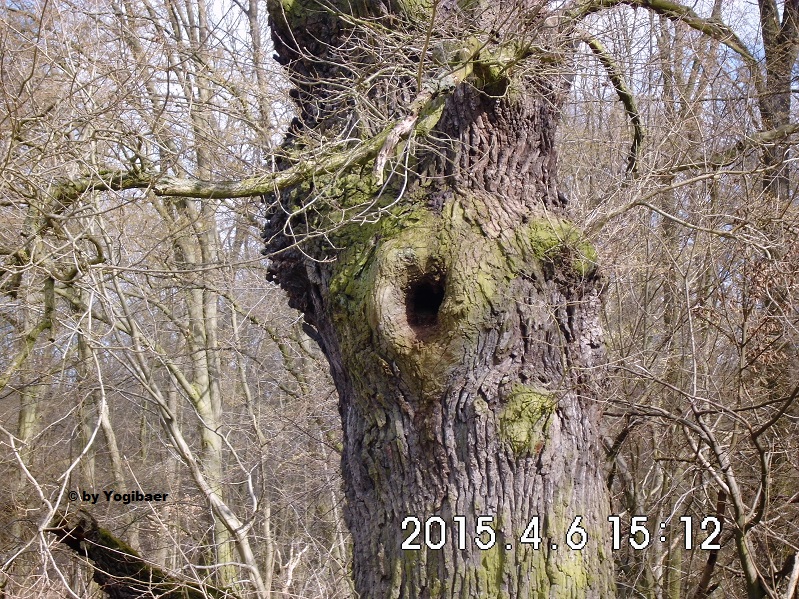 Eiche auf Richter, Ännes Wiese.jpg
