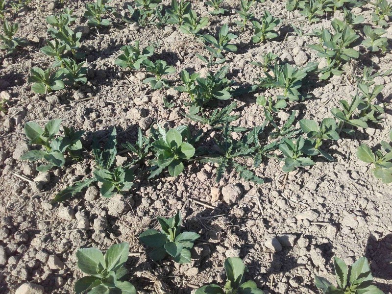 2018-05-07 Ackerbohnen 4a.jpg