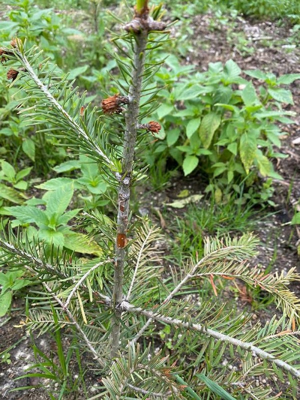 Rüsselkäfer.jpg