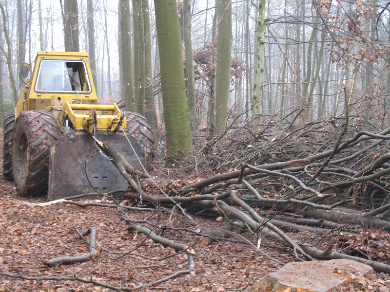 Sausuhle im Spielfinken 004.jpg