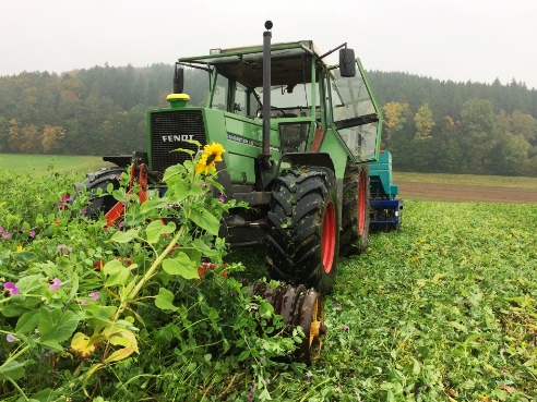 Bilder_2016-2017 Winterweizen1.jpg