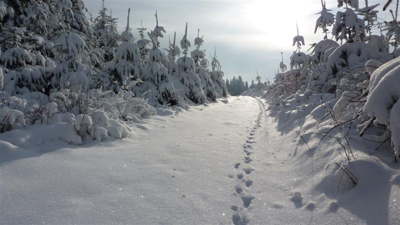 P1060833 (Medium).JPG