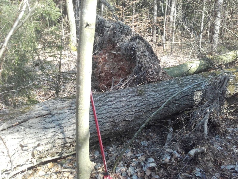 2019-03-23 Kreisstr 1.jpg