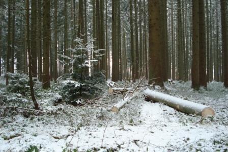Waldarbeit_Weihnachten_Neujahr_2008 074.jpg