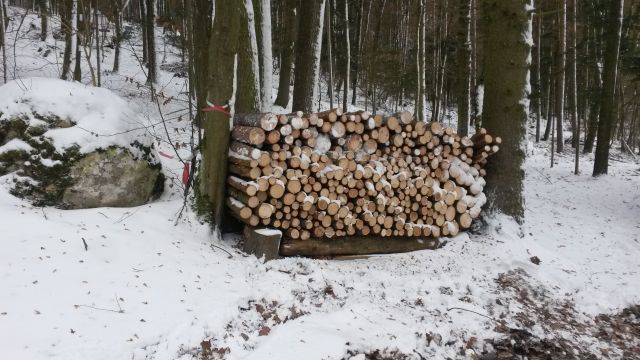 Durchforstung Jan. 2017e.jpg