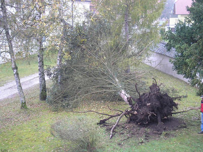 Baum_liegt_PA280062_2.JPG