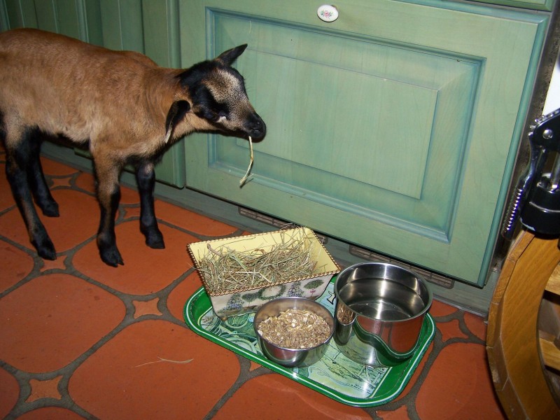 k-100_6237 ein Heuhalm wird verspeist.JPG