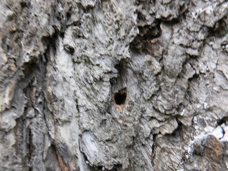 Quercus macranthera Borke Schädling.jpg