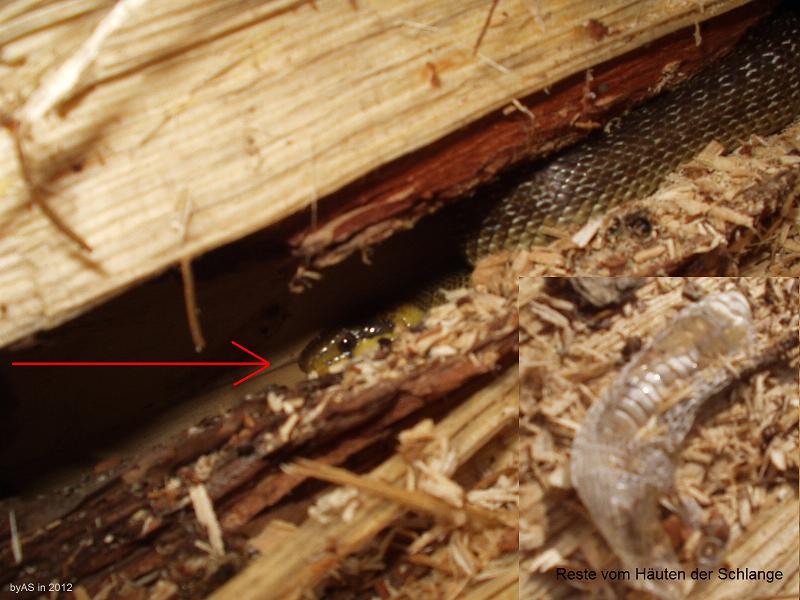 Schlange_im_Holzstapel_P6270010_2.JPG