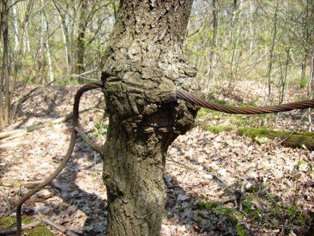 Eiche überwindet Stahl neu.jpg