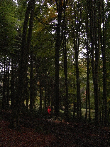 Buche fällen.JPG