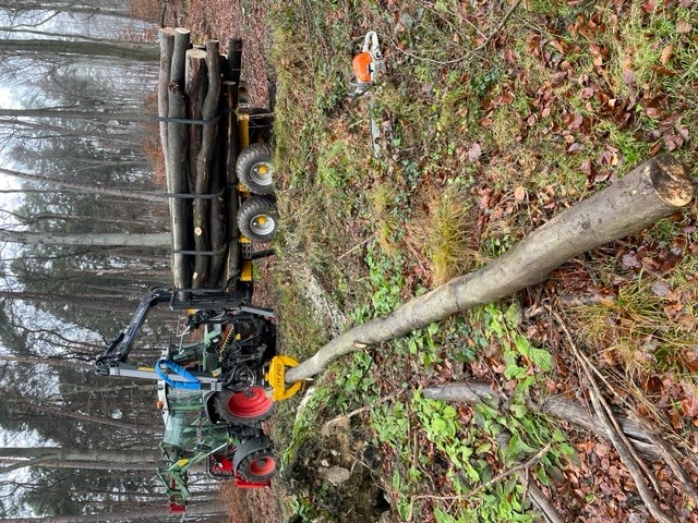 Holz Steinbruch.jpg