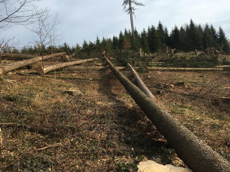Langes Holz.jpg