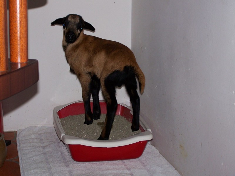 k-100_6228 endlich stubenrein.JPG