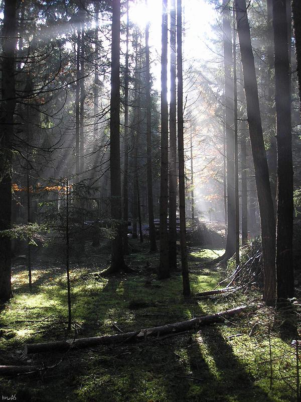 Sonne_besiegt_Nebel_PB120103_2.JPG