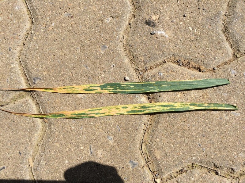 F-1 F-2 Blätter.jpg