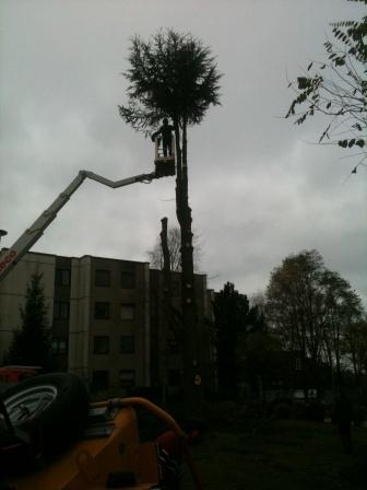 Spezialfällung Zeder.jpg