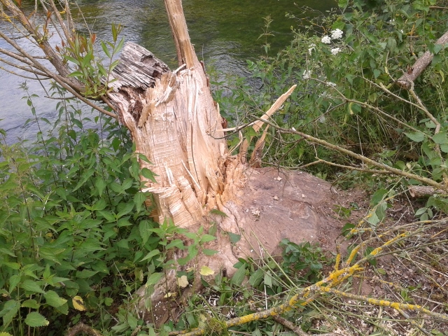 2014-06-20 14.39.42 (640x480).jpg