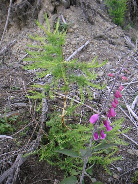 20 Fegeschaden (Medium).jpg