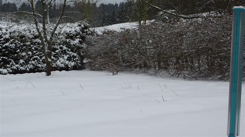 P1040239 (Medium).JPG