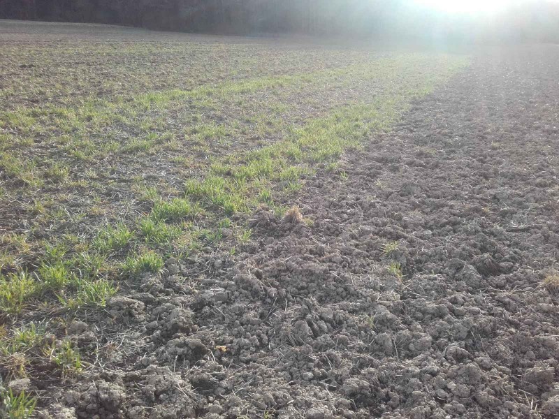 2018-04-03 Ackerbohnen 1.jpg